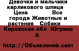 Девочки и мальчики карликового шпица  › Цена ­ 20 000 - Все города Животные и растения » Собаки   . Кировская обл.,Югрино д.